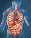 Human Body.jpg